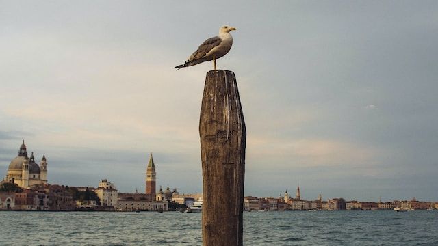 cosa si pesca a Venezia - https://unsplash.com/photos/l24AbCJM1oI