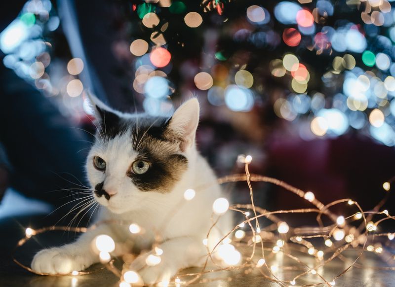 Dove vedere luci di natale a Venezia 2023? Ecco i posti più belli con le luminarie in città